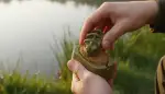 Erfolgreich mit der Method Feeder Technik