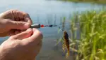 Meisterhaft fischen mit dem Carolina Rig
